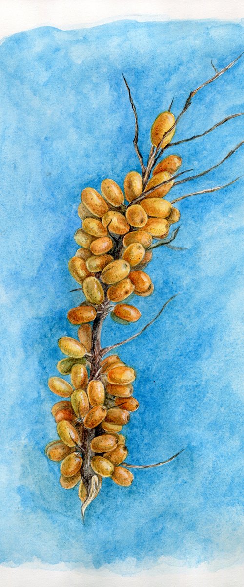 Seabuckthorn watercolor illustration on bright blue background by Liliya Rodnikova