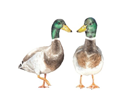 Mallard Ducks Original Watercolor Birds
