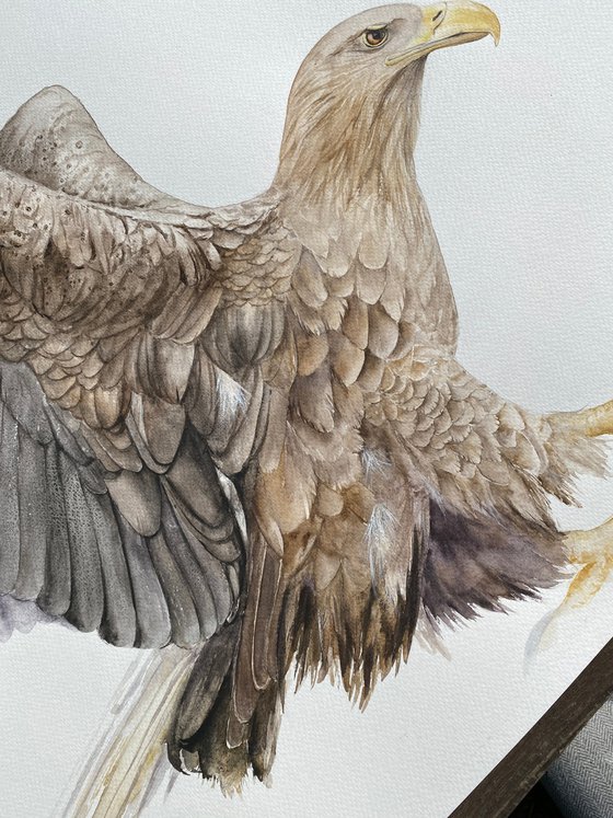 Wings of Majesty, white-tailed eagle with outstretched wings, feathers of brown shades shine in the sun