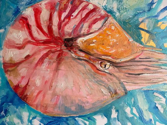 Nautilus Pompilus