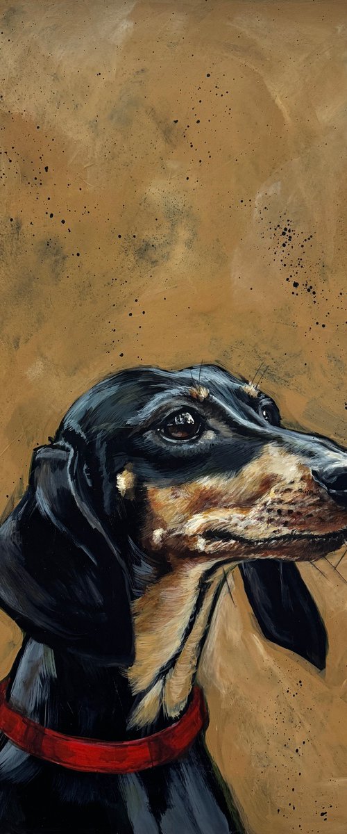 Derek the dachshund by Victoria Coleman