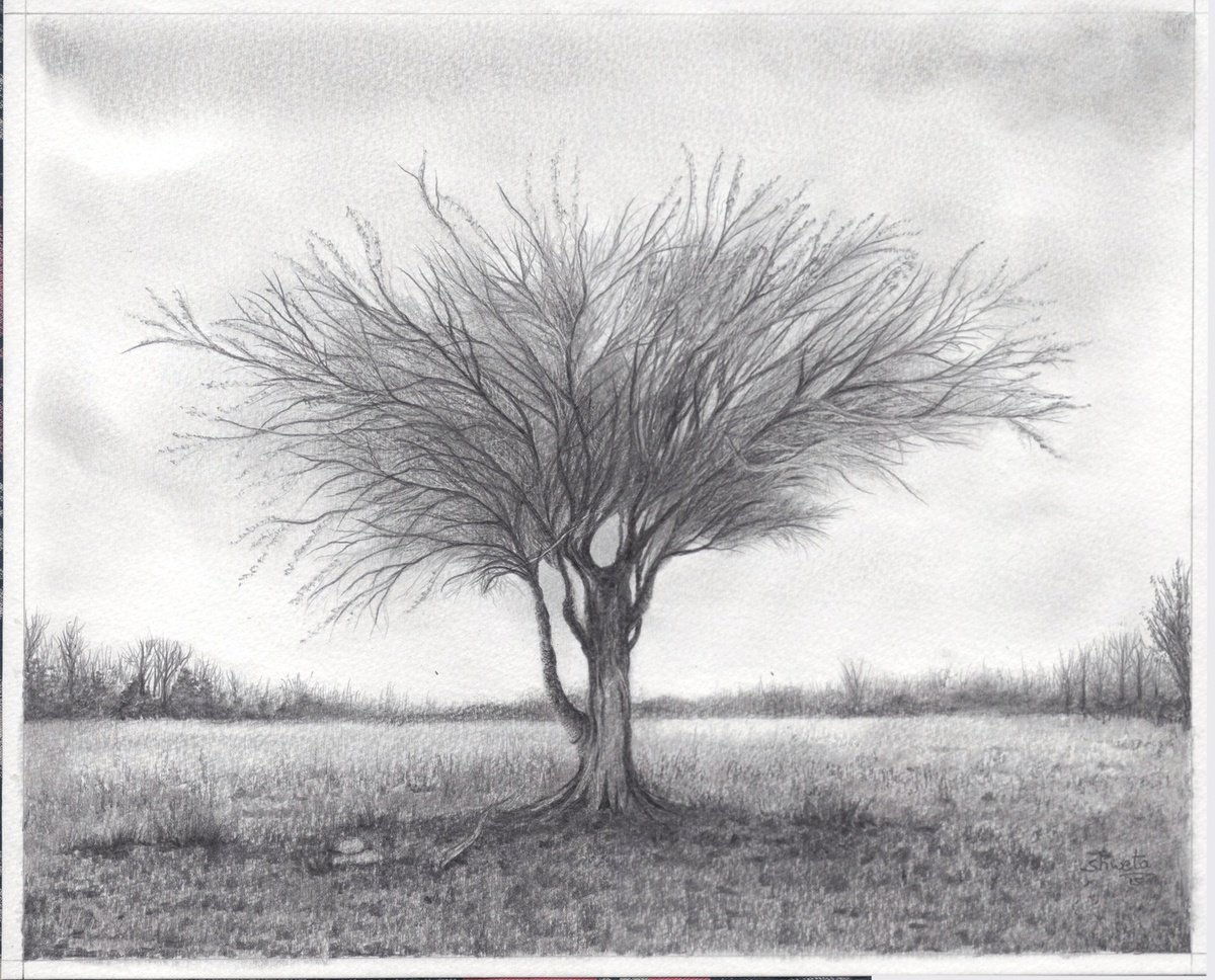 Photorealistic Landscape Pencil Drawing By Shweta Mahajan, 12 X 10", Mulga Desert Tree, Original Artwork