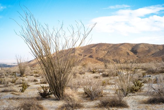 Anza Borrego #2