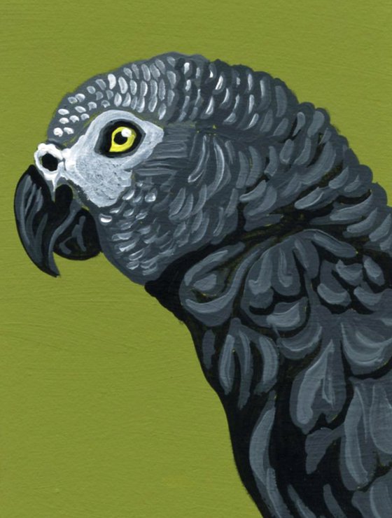 African Gray Parrot Bird