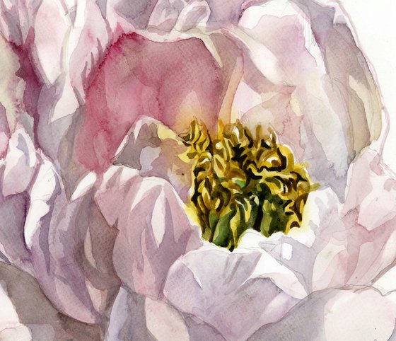 soft pink peony watercolor floral