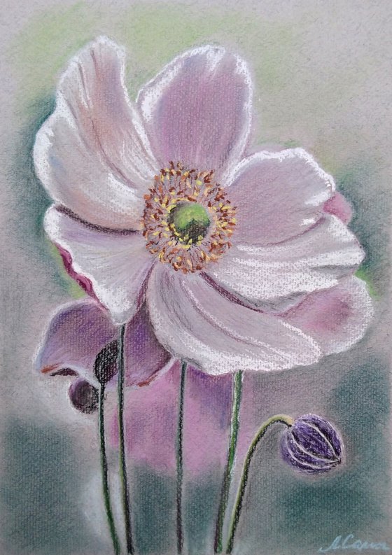 Lilac anemone