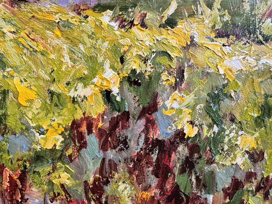 Vignes sous le soleil