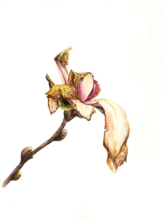 Fading Magnolia