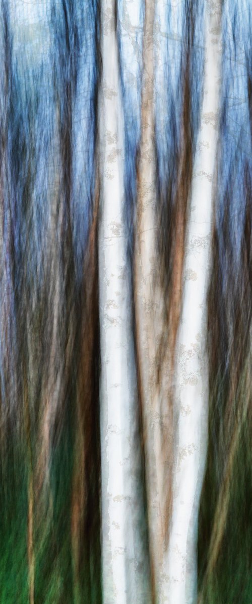 Birches (studio 3) by Karim Carella