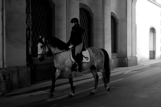 Lipizzan Stallion In Vienna