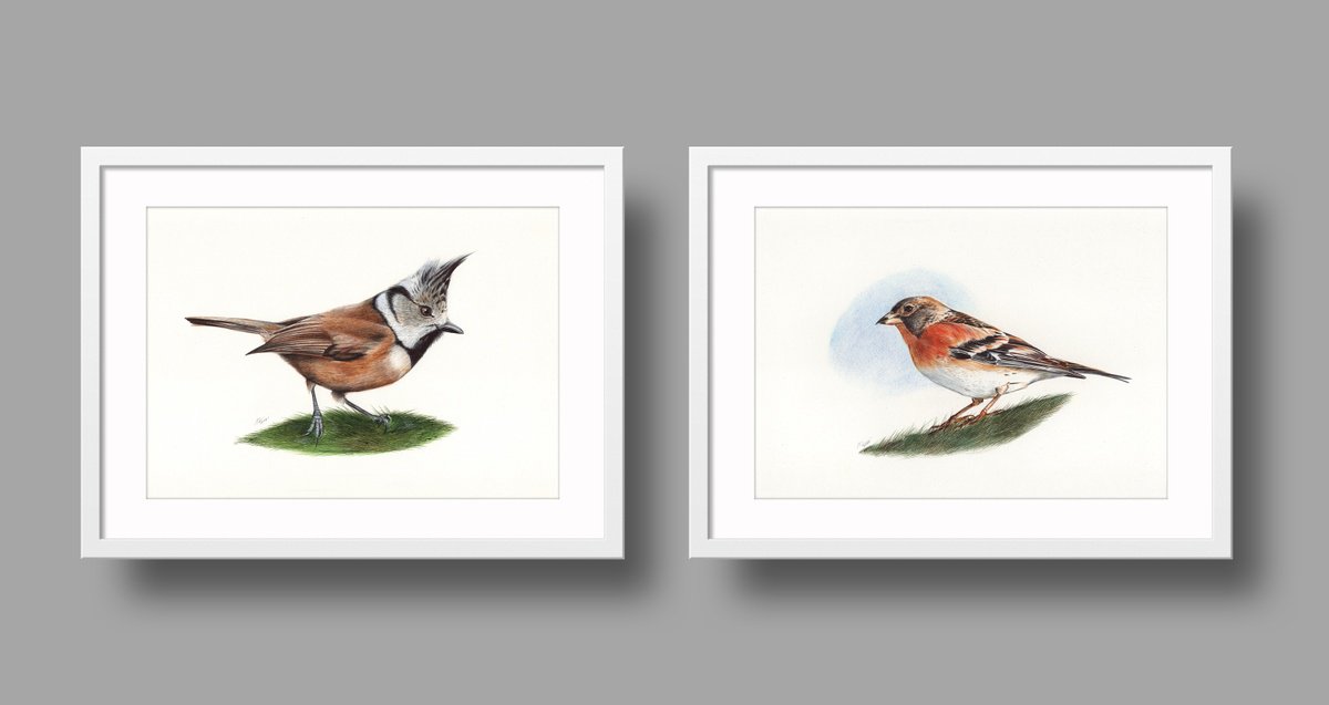 Photorealistic Animal Drawing By Daria Maier, 12 X 8, Birds Collection Ix, Original Artwork