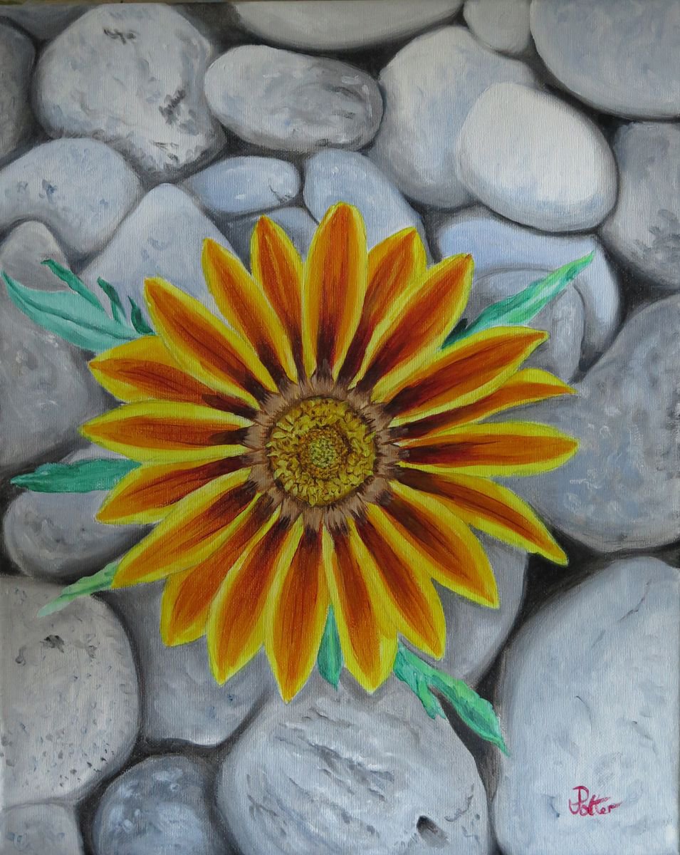African Daisy by James Potter