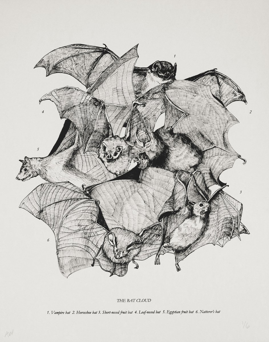 The Bat Cloud by Anna Walsh