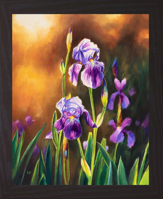 Purple iris flowers in a sunset meadow