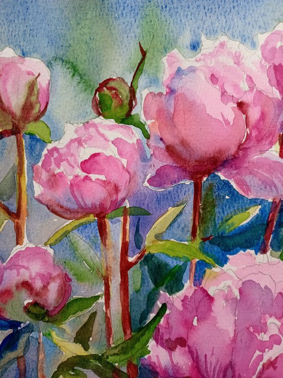 Peonies flowers