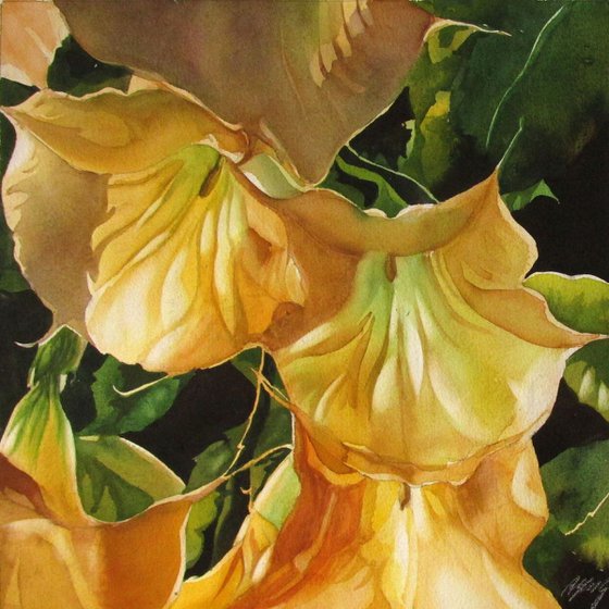 golden brugmansia