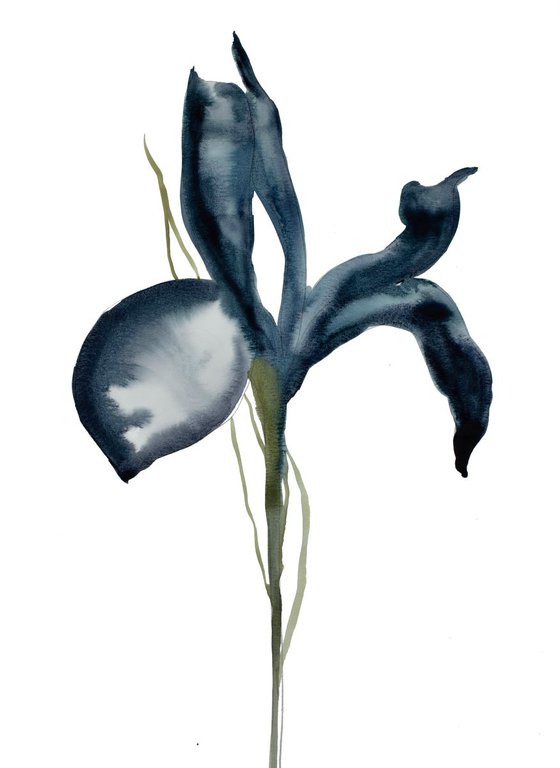 Iris No. 50