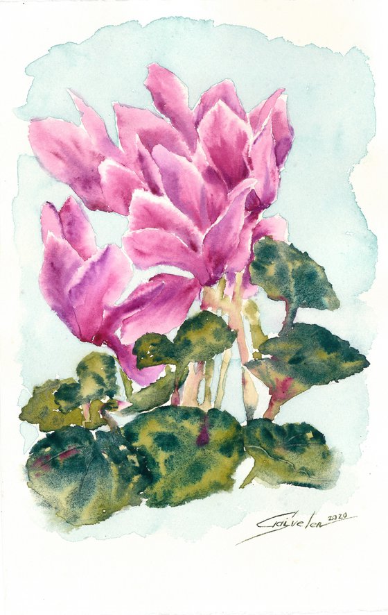 Cyclamen watercolor