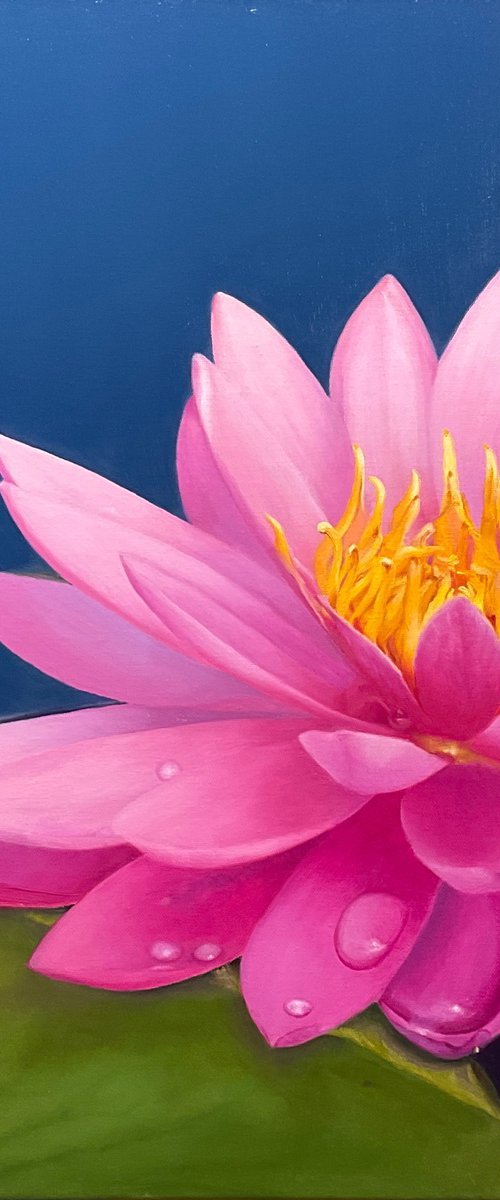 Shine. Water Lily by Alla Kallass