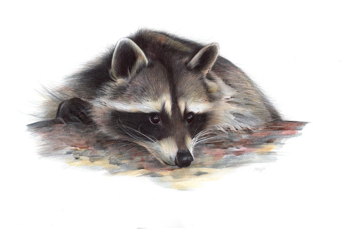 Photorealistic Animal Drawing By Daria Maier, 20 X 13, Raccoon Portrait, Original Artwork