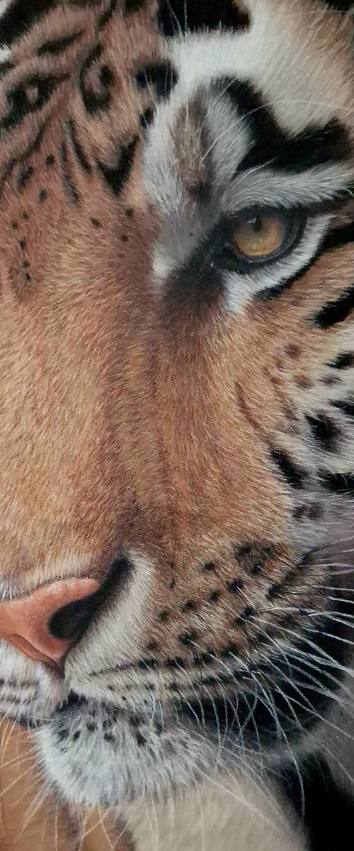 Tiger portrait by Silvia Frei