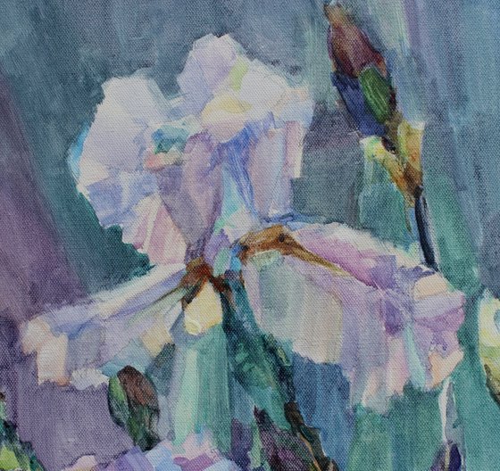 Irises from my garden