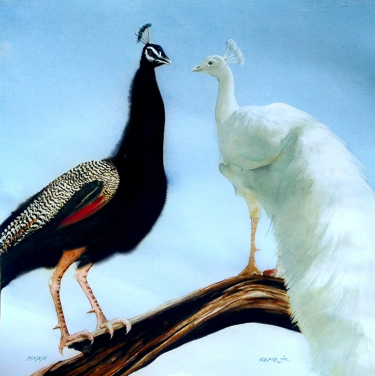 Photorealistic Animal Watercolour By Reme Jr., 17 X 17", Two Peacocks - Bird Cxvii, Original Artwork
