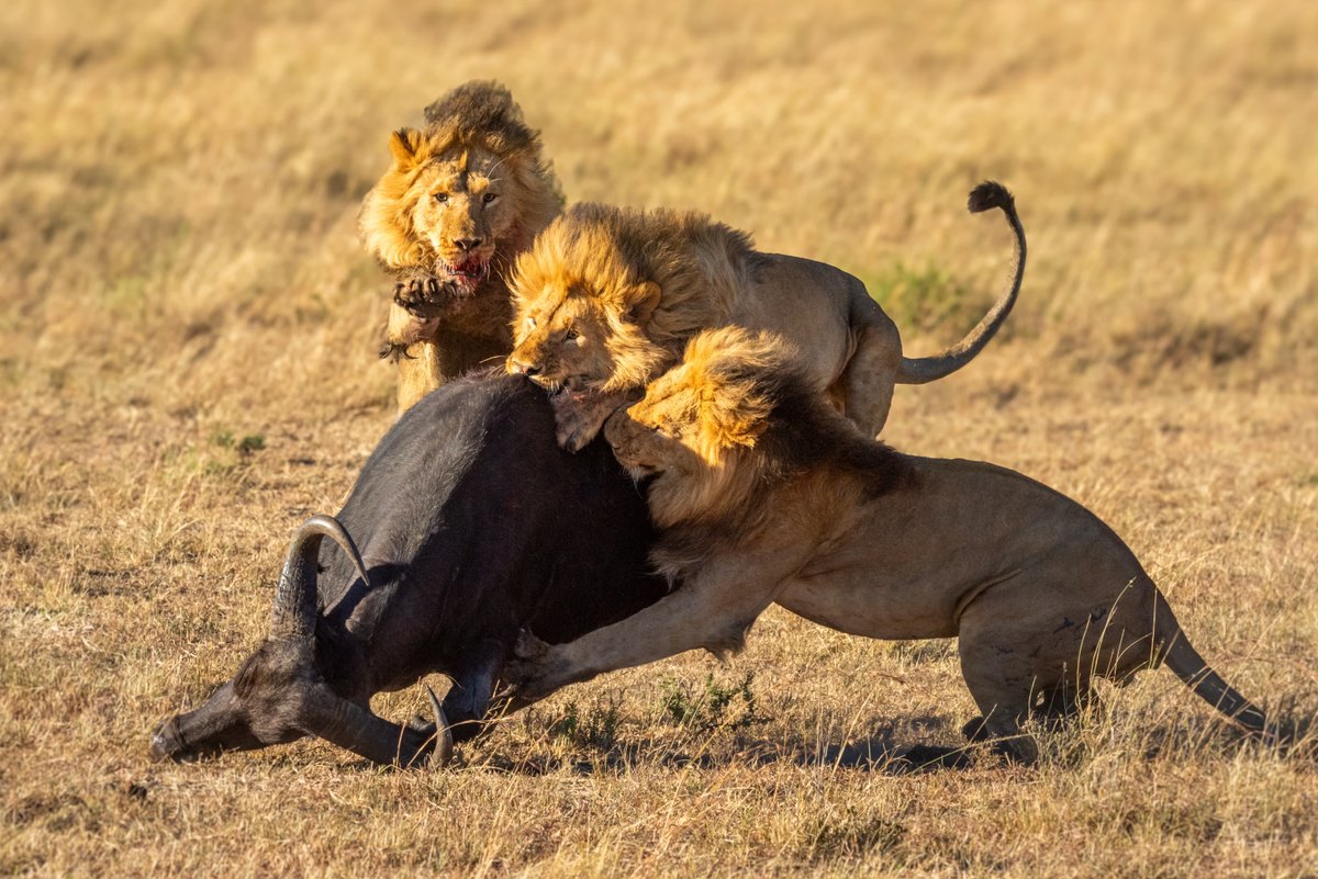 Photorealistic Animal Photograph By Nick Dale, 33 X 26", Three