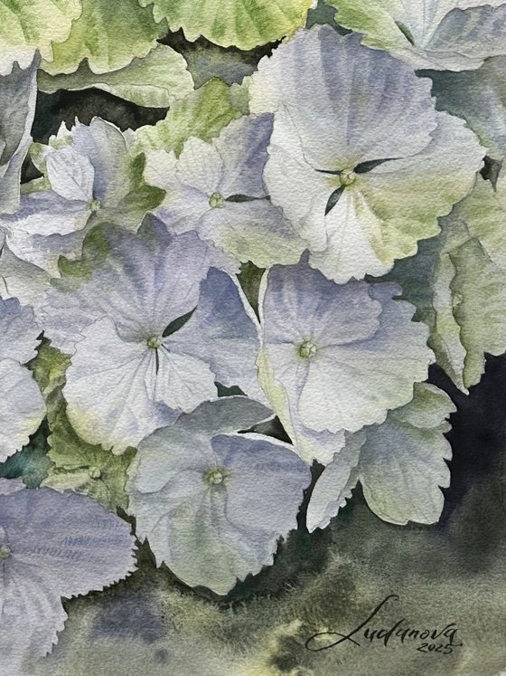 Green hydrangeas