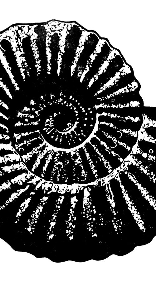 Ammonite single colour (black on white) by Ieuan Edwards