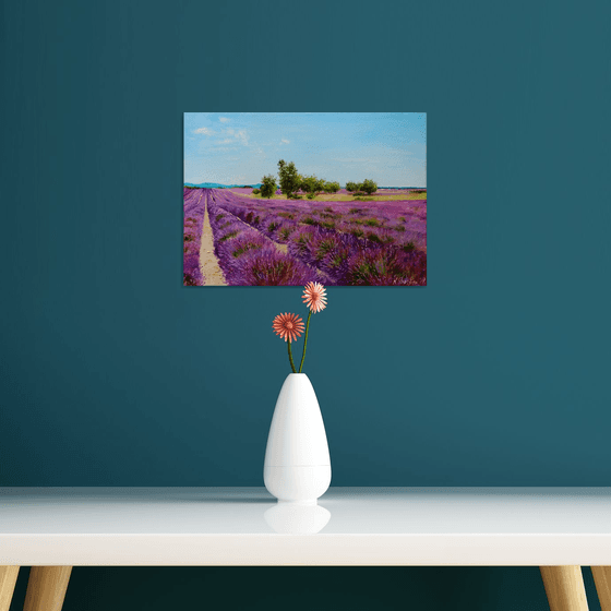 Lavender Field Morning Light