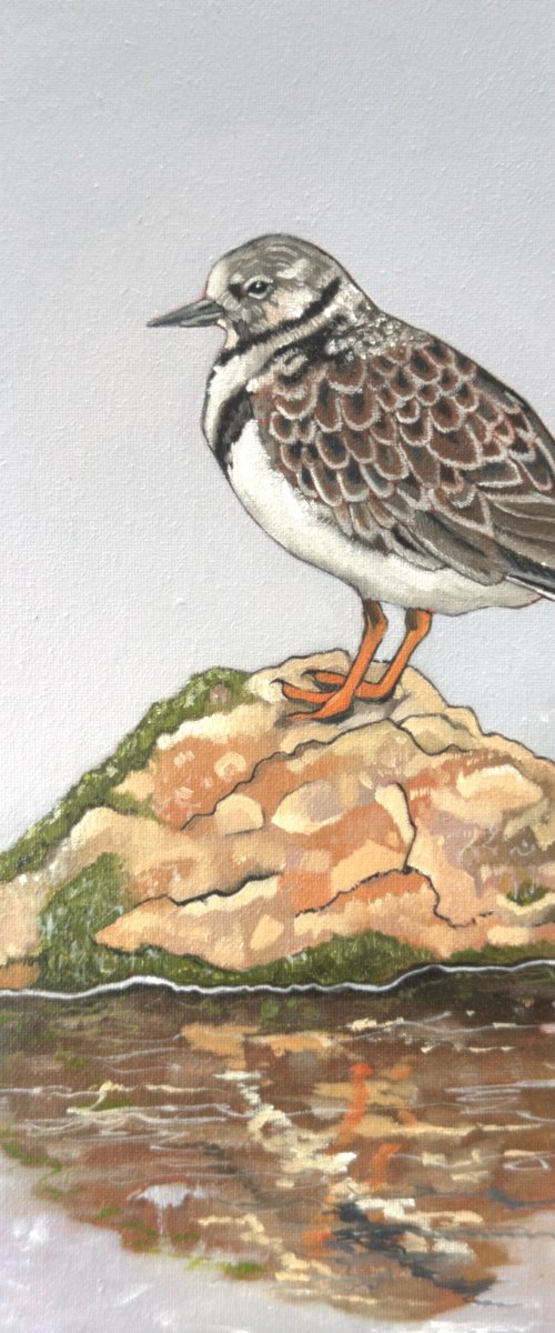 Turnstone by Jem Gooding