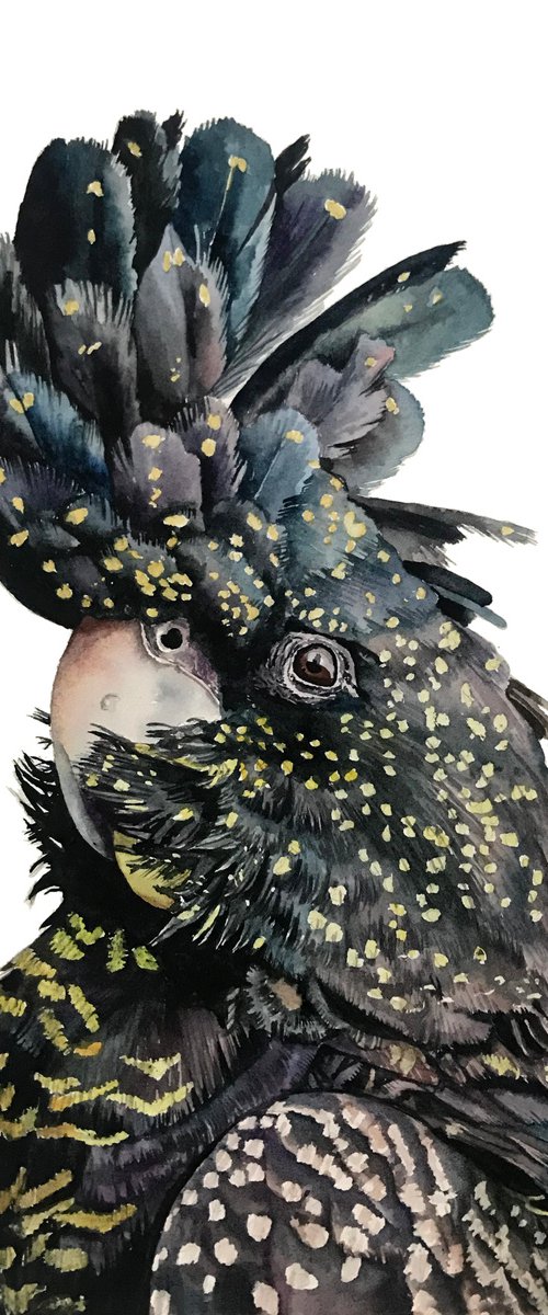 Red Tailed Cockatoo by Lisa Lennon