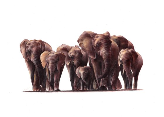 A Herd of African Elephants - Animal Portrait