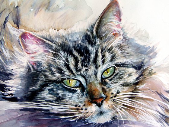 Resting cat at home