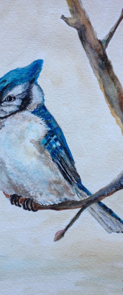 Blue Jay in Winter by Donna Daniels