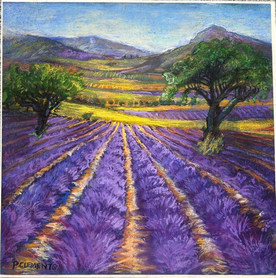 Lavender Fields