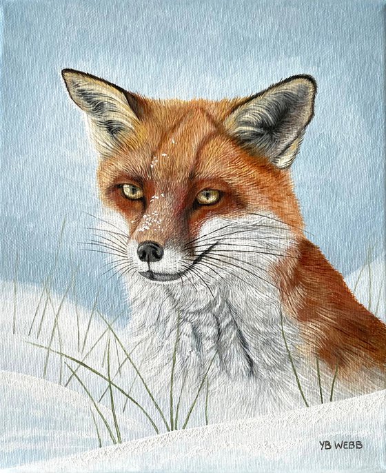 Red Fox In The Snow