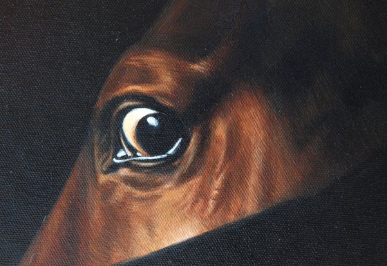 horse eye