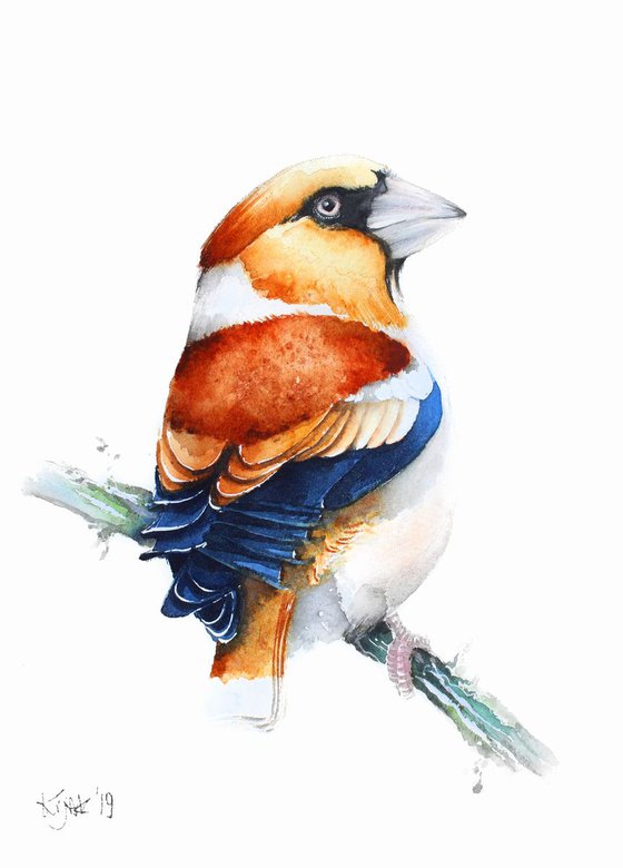 Hawfinch,  birds, wildlife watercolours