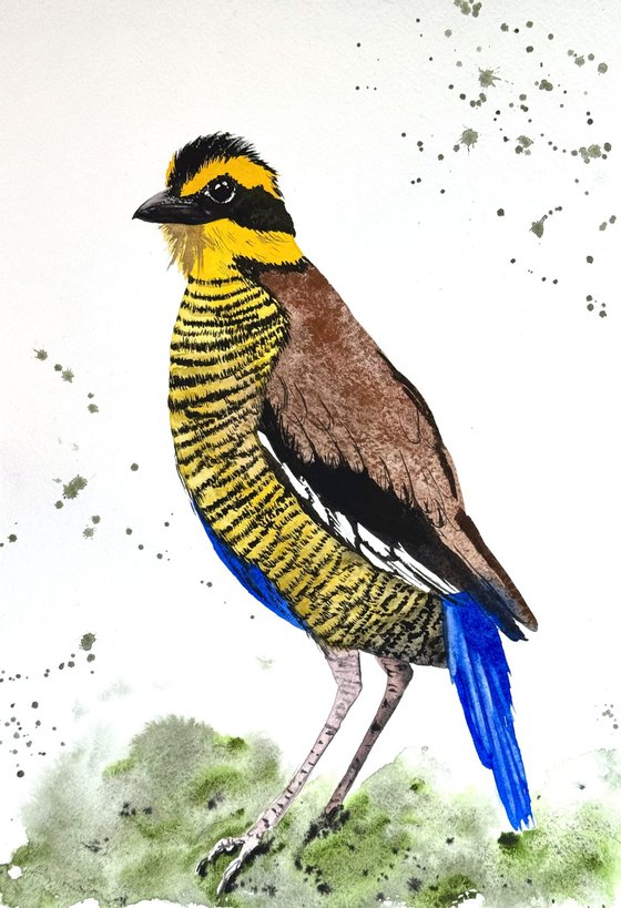Wil bird Bornean Banded Pittta