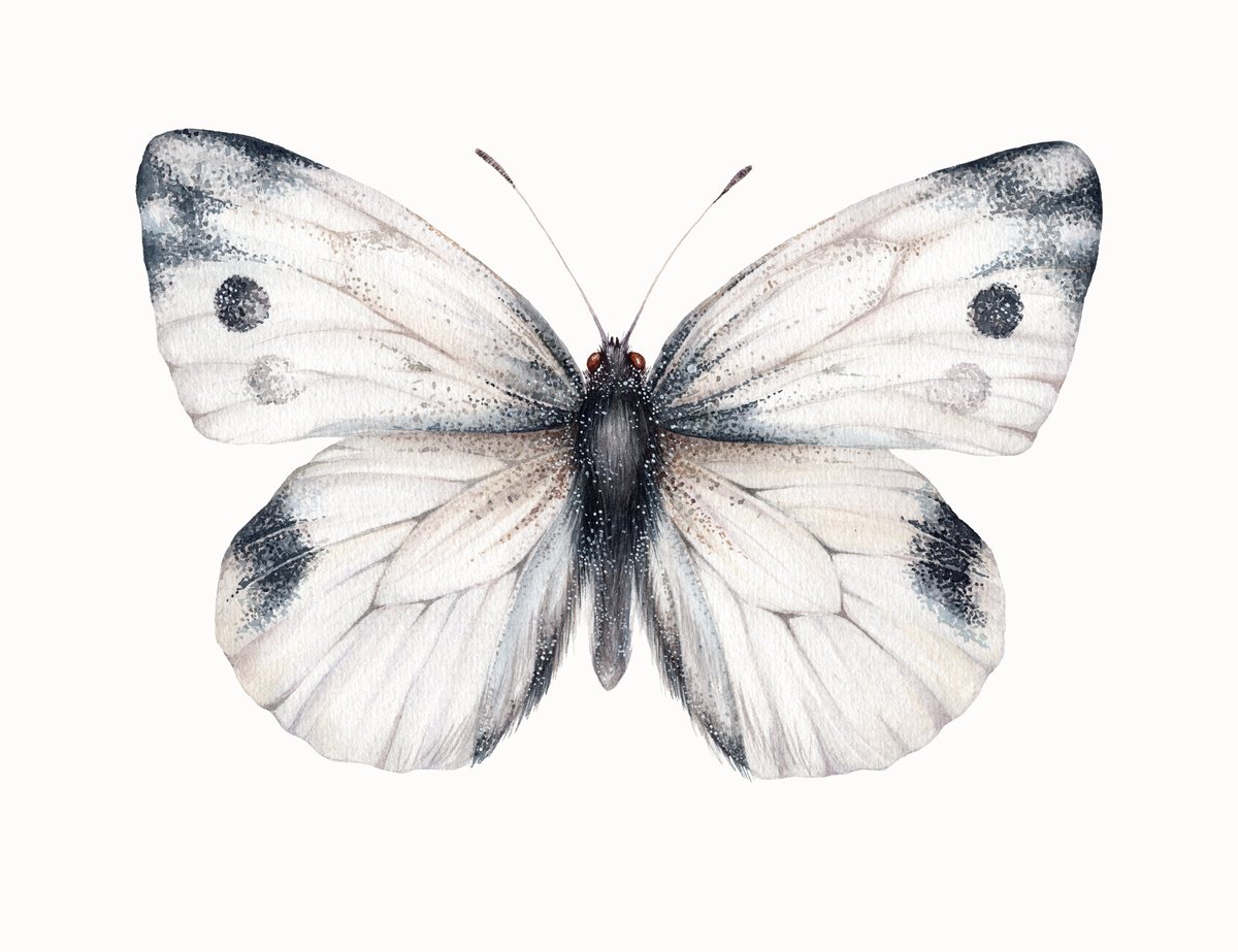 Photorealistic Animal Watercolour By Katya Shiova, 13 X 10", Pieris Rapae (Cabbage White Or Cabbage Butterfly), Female, Artfinder