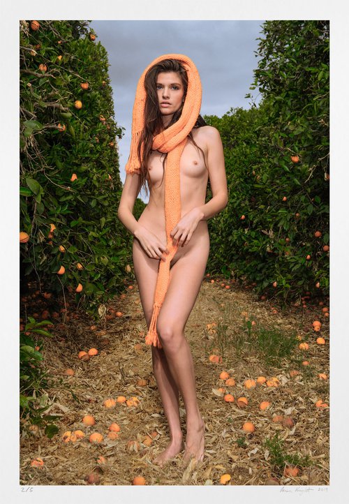 Orange Grove by Aaron Knight