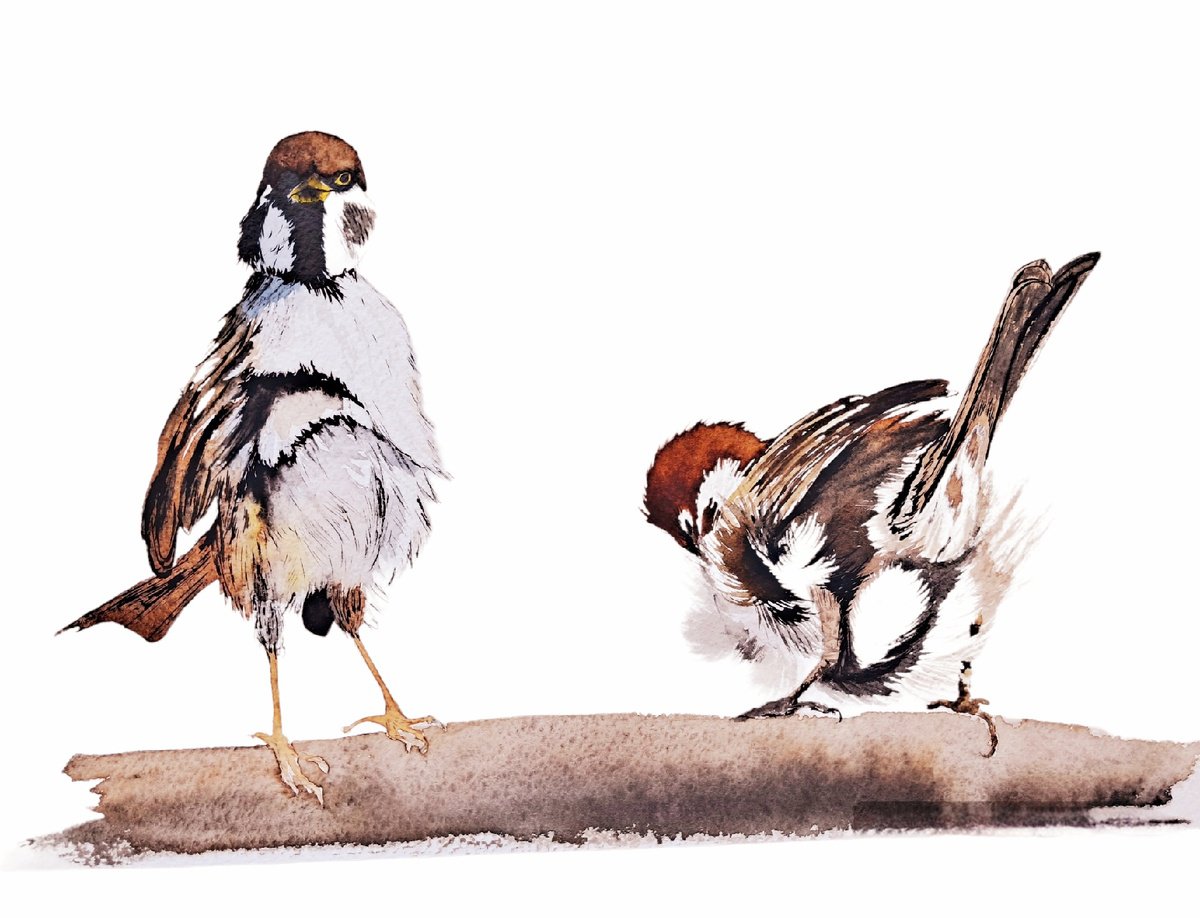 Animal Watercolour By Yuliia Sharapova, 17 X 13", A Pair Of Sparrows Wild Birds, Original Artwork