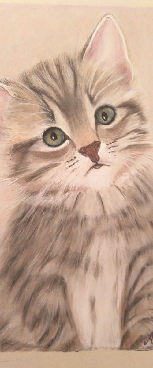 Calico Kitten by Anne-Marie Ellis