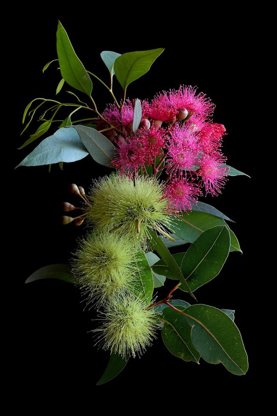 Pink Corymbia and Yellow Macrandra