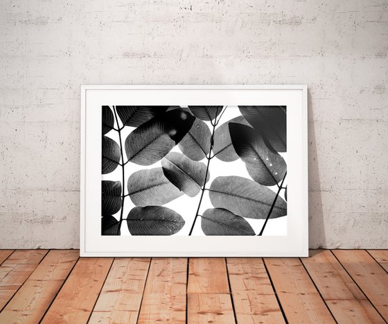 Experiments with Leaves II | Limited Edition Fine Art Print 1 of 10 | 60 x 40 cm