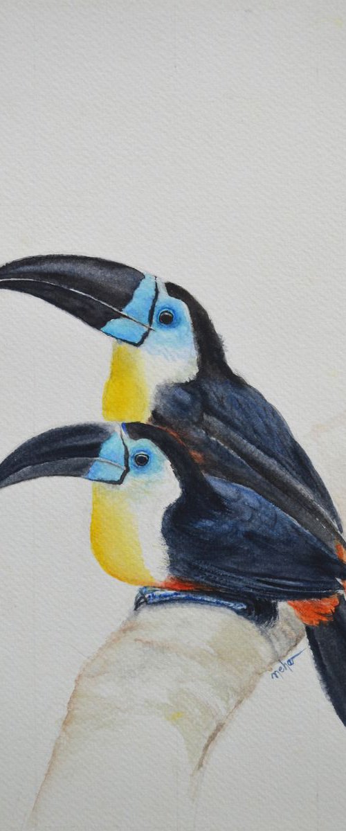 A pair of channel-billed toucan by Neha Soni