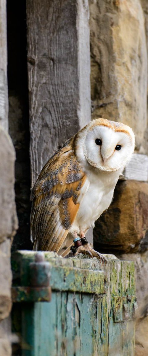 Barn Owl A3 by Ben Robson Hull