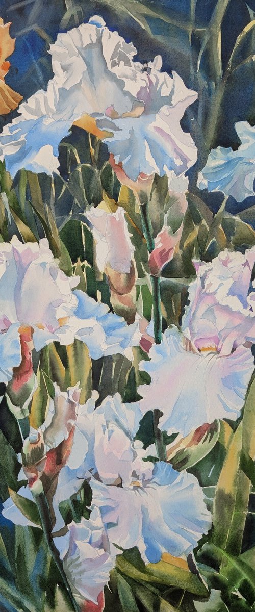 WHITE IRISES #5 by Yurii Pashkov